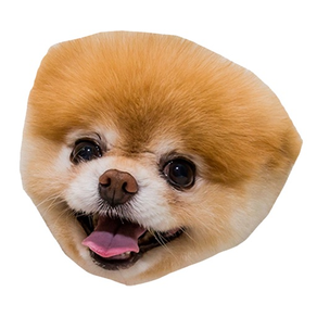 Pom Dog's Head