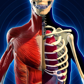 Atlas D'anatomie Humaine 3D