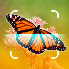 Butterfly Scanner - Butter ID