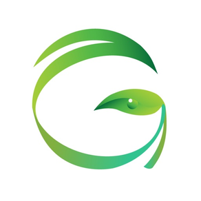 Ginjer