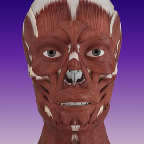 AMI Facial Anatomy