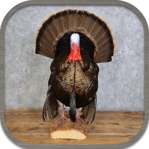 Turkey Hunting Call