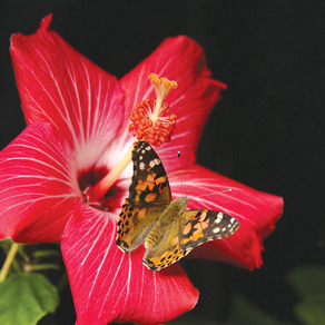 Painted Lady Butterflies