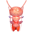 VR Male Reproductive System