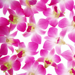 Floral Print Wallpapers