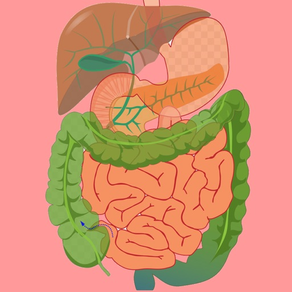 Digestive System Flashcards