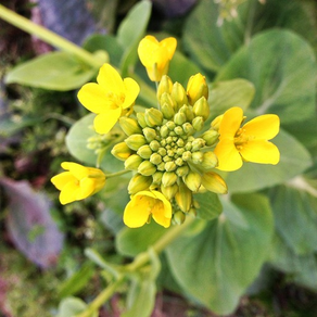 Canola Starter