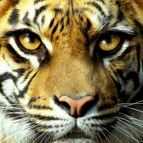 Wild Cats Slideshow & Wallpapers