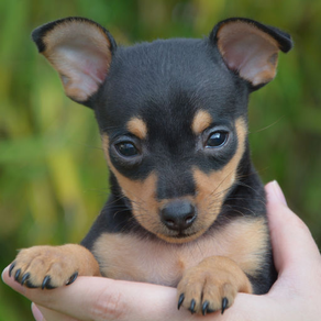 Breeder’s calendar: Pregnant female dog - puppies