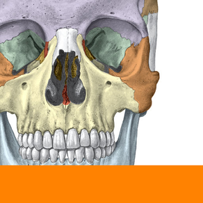 Sobotta Anatomy