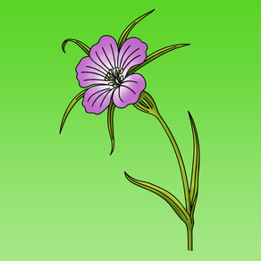 Draw Flowers - Full Version