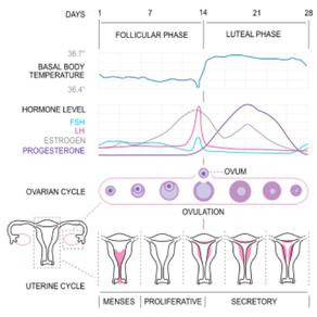 Basal Body Temperature Calc.