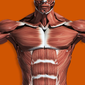 Muscular System 3D (Anatomie)