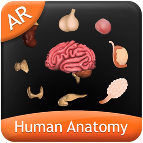 Human Anatomy - Endocrine