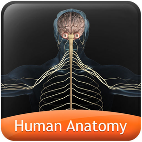 Human anatomy explorer Nervous System