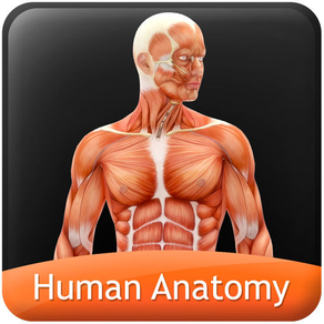 Human Anatomy - Muscular