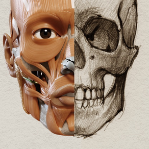 アーティストのための3D解剖学的構造 | バージョン
