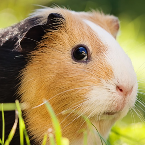 Guinea Pig Kids Jigsaw Puzzle