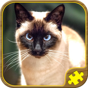 Katzen Puzzle Spiele