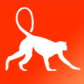 Primate Species: Monkeys, Gorillas, & Macaques