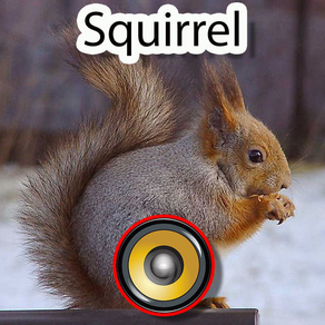 Real Squirrel Hunting Calls & Sounds