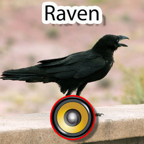 Real Raven Hunting Calls & Sounds