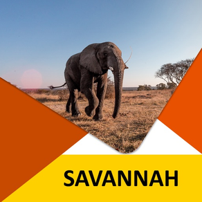 Visit Savannah