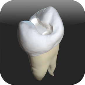 CavSim :  Dental Cavity Preps