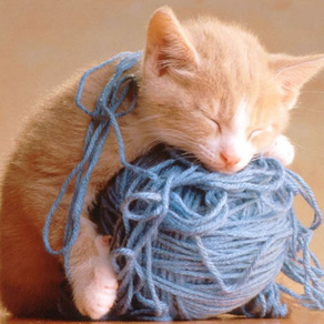 Cat Catch Wool Ball