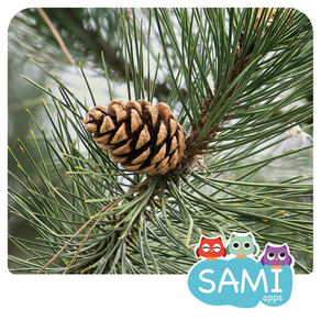 Sami Tiny FlashCards forest adventures kids apps