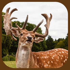 Ultimate Wild Stag 3D Hunter
