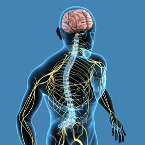 Nervous System Quizzes