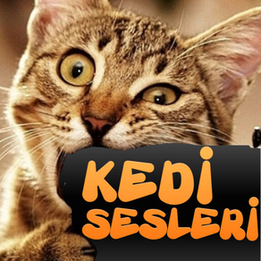 Kedi Sesleri