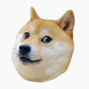 Shiba Dog's Head