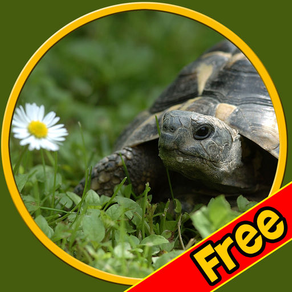 kids turtles lovers - free