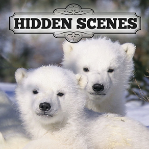 Hidden Scenes - Polar Bears