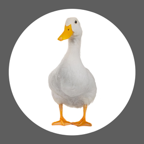 Duck Soundboard