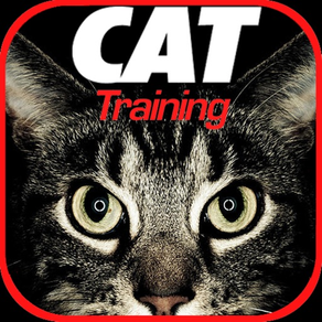 Cat Training Tips