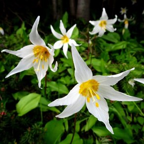 Olympic Wildflowers