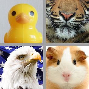4 Pics 1 Animal Free - Guess the Animal from the Pictures
