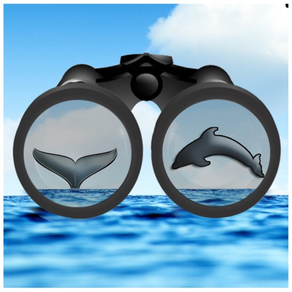 See & ID Dolphins & Whales