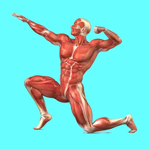Muscular System Quizzes