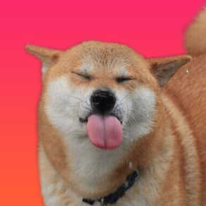 Shiba Inu Stickers for iMessage