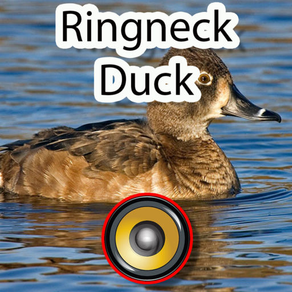 Real Ringneck Duck Calls & Sounds