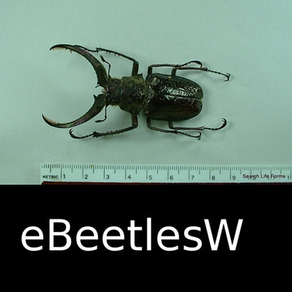 Beetles of the World - Coleoptera - A Beetle App