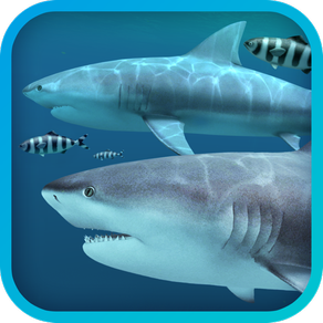 Requins 3D