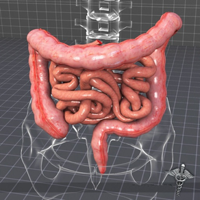 Body Parts : Small and Large Intestines Quiz