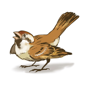 Sparrow Stickers