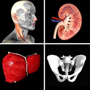 Quiz de Anatomia Pro