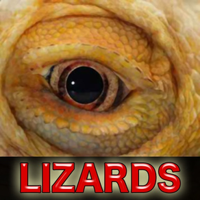 Cute Lizard Pictures